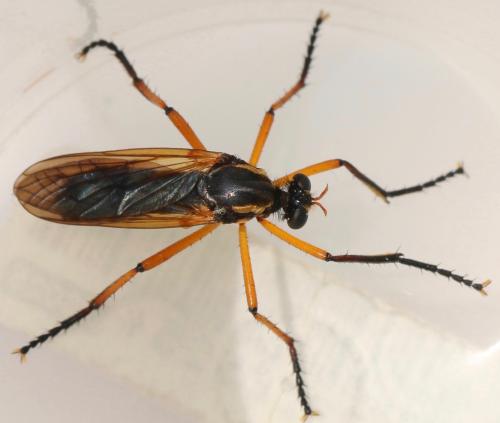 Réf. 324 530 : Molobratia teutonus